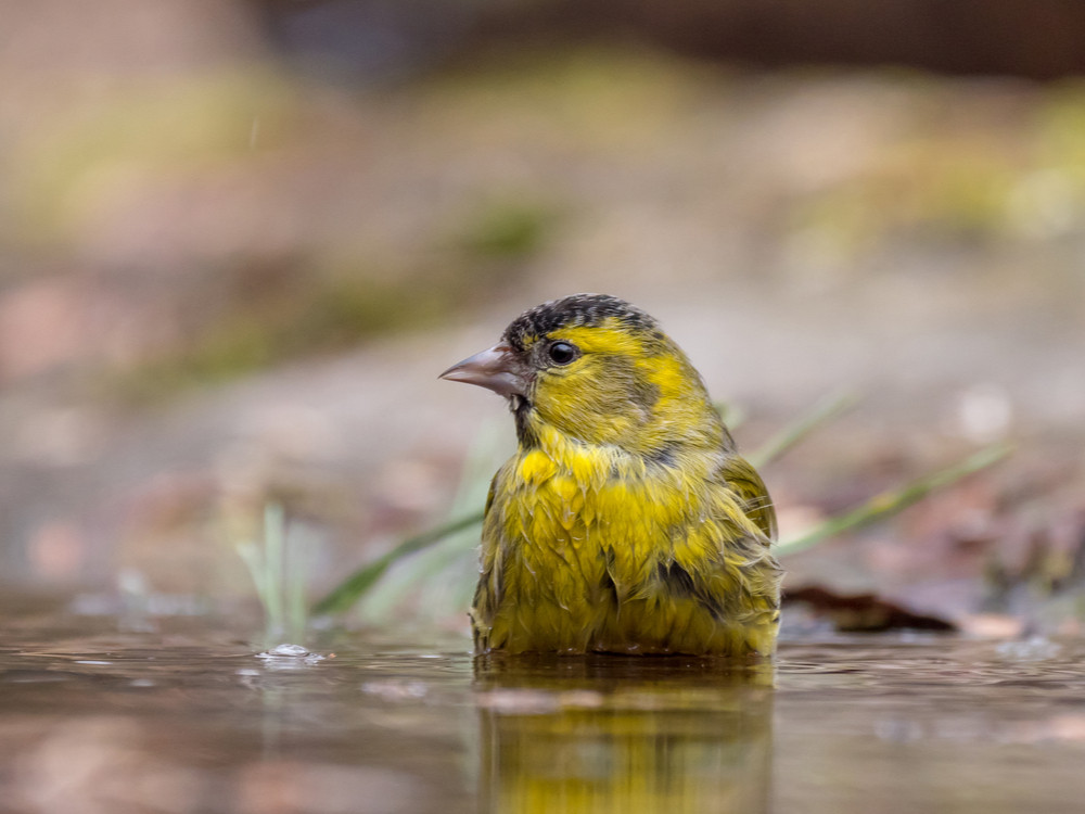 Vogels in de tuin