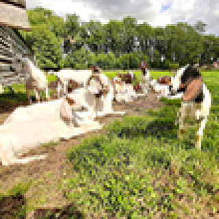 Afbeelding voor Natuurhuisje - Tussen de geitjes en varkens