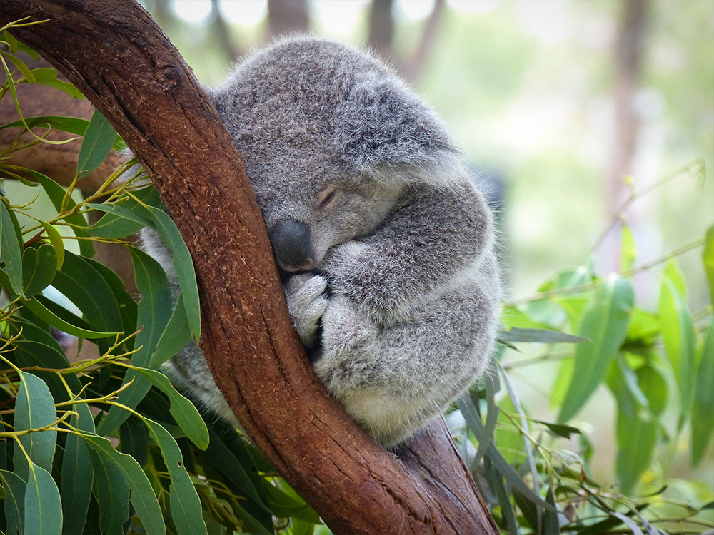 Slapende koala