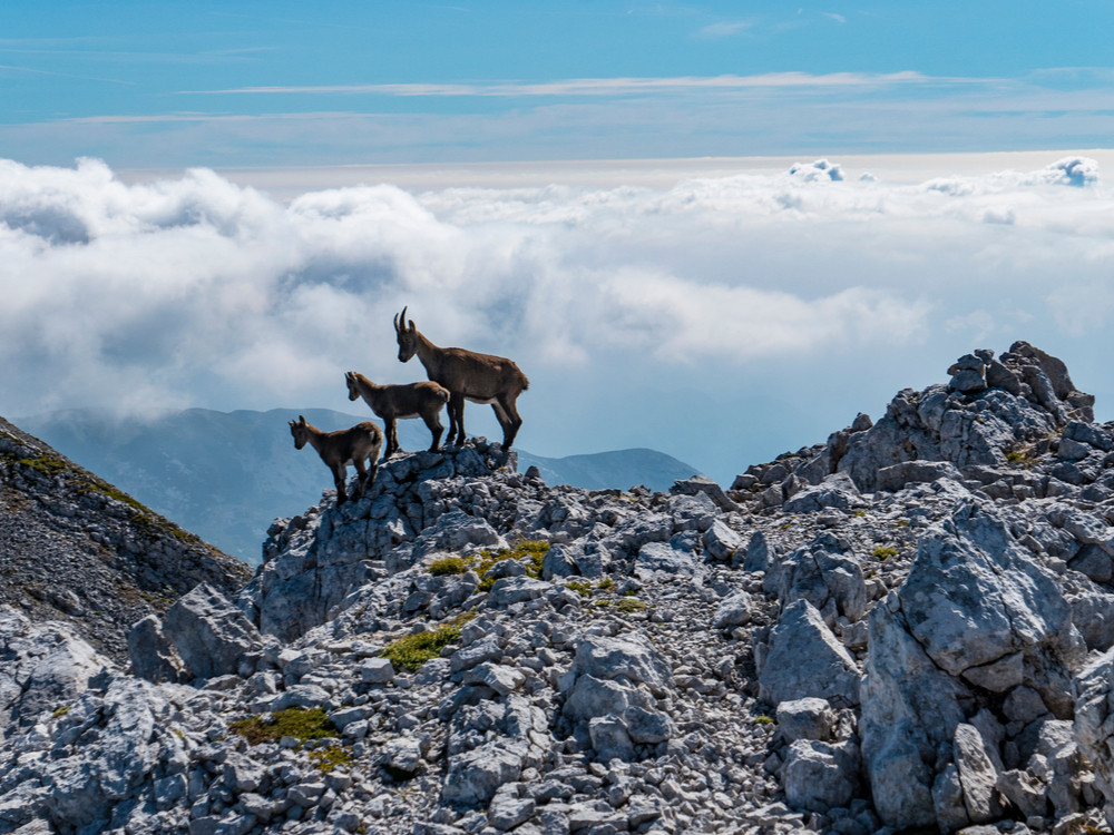 Gemzen tijdens hike in Slovenië