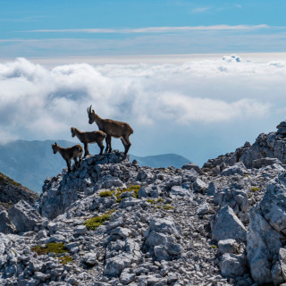 Afbeelding voor Wandelen in Slovenië