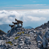 Afbeelding voor Wandelen in Slovenië