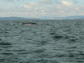 Fin whale - gewone vinvis