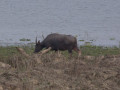 Waterbuffel India
