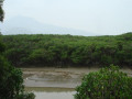Tamsui River Mangrove Conservation Area