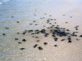 Schildpadden bij Selingan