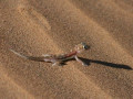 Palmito gecko