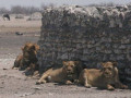 Leeuwen in Namibië
