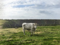 Koeien bovenop de Bromore Kliffen