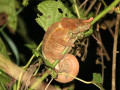Korthoornkameleon ( Calumma brevicorne )