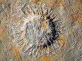 Fossielen in het kalkstenen massief