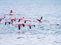 Flamingo's aan de kust bij Koeweit