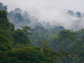Regenwoud Indonesie