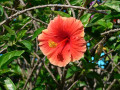 Bloemen Panama