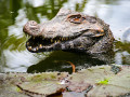 Alligator, natuur in Frans Guyana