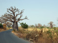 Baobabbomen
