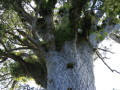 Kruin van een kauriboom