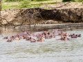 Nijlpaarden pool