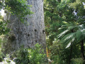 Stam van de kauriboom Tane Mahuta