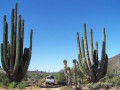 Cardon cactus Mexico