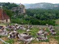 Ganzen in de Dordogne