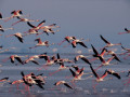 Flamingo's Ebrodelta
