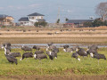 Monnikskraanvogels in Japan