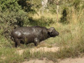 Buffel Kruger