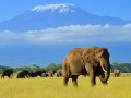 Amboseli nationaal park