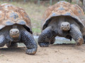 Reuzeschildpadden