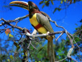 Pantanal natuur