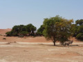 Sossusvlei oryx