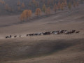 Paarden Mongolie