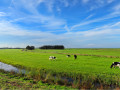 Koeien in Zaanse polder