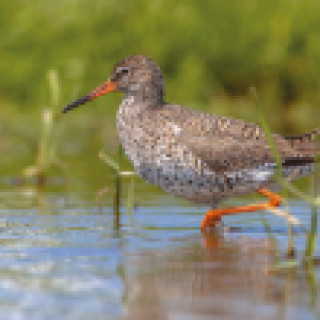 Afbeelding voor SNP Natuurreizen - Vogels kijken in Zeeland