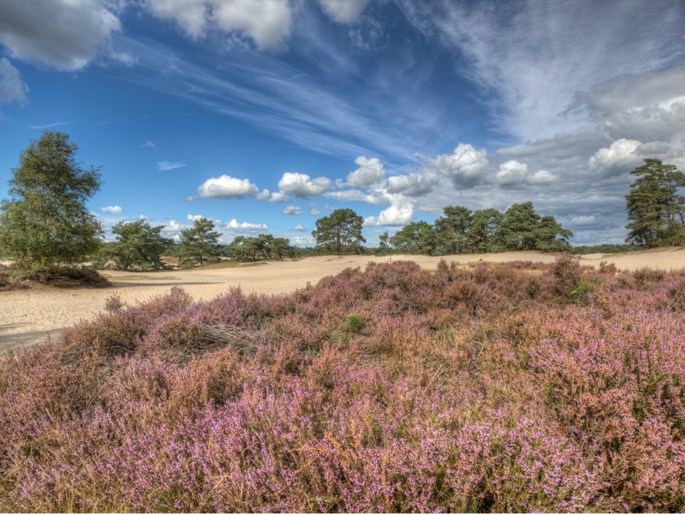 Heide op de Soesterduinen