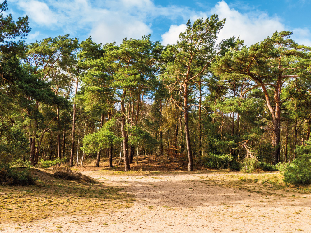 Bossen bij de Soesterduinen