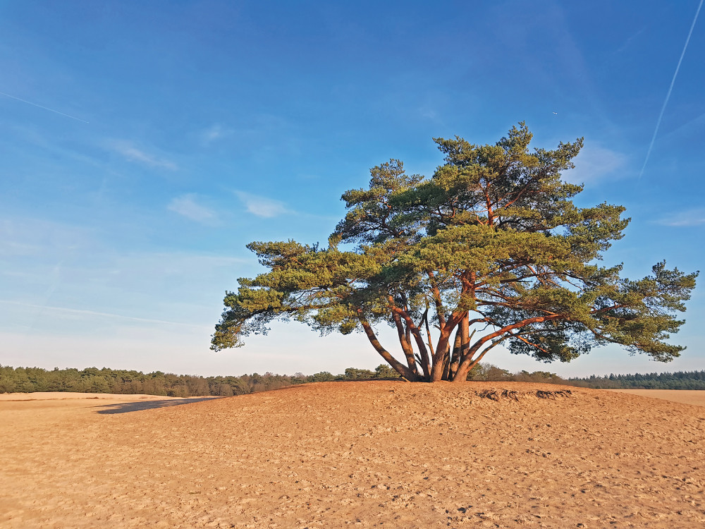 Zandverstuiving op de Soesterduinen