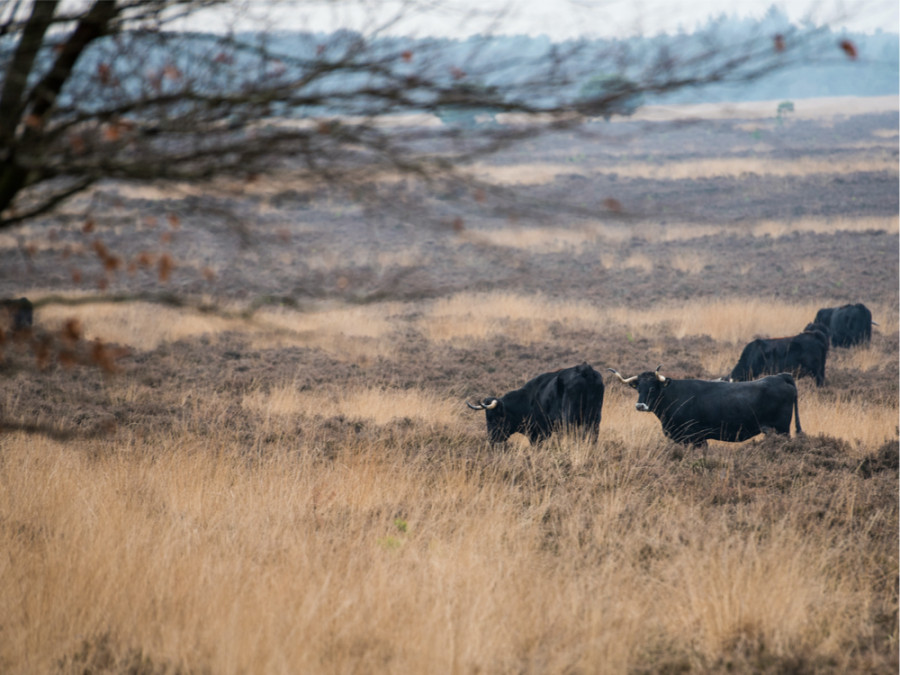 Wilde dieren bij Ede