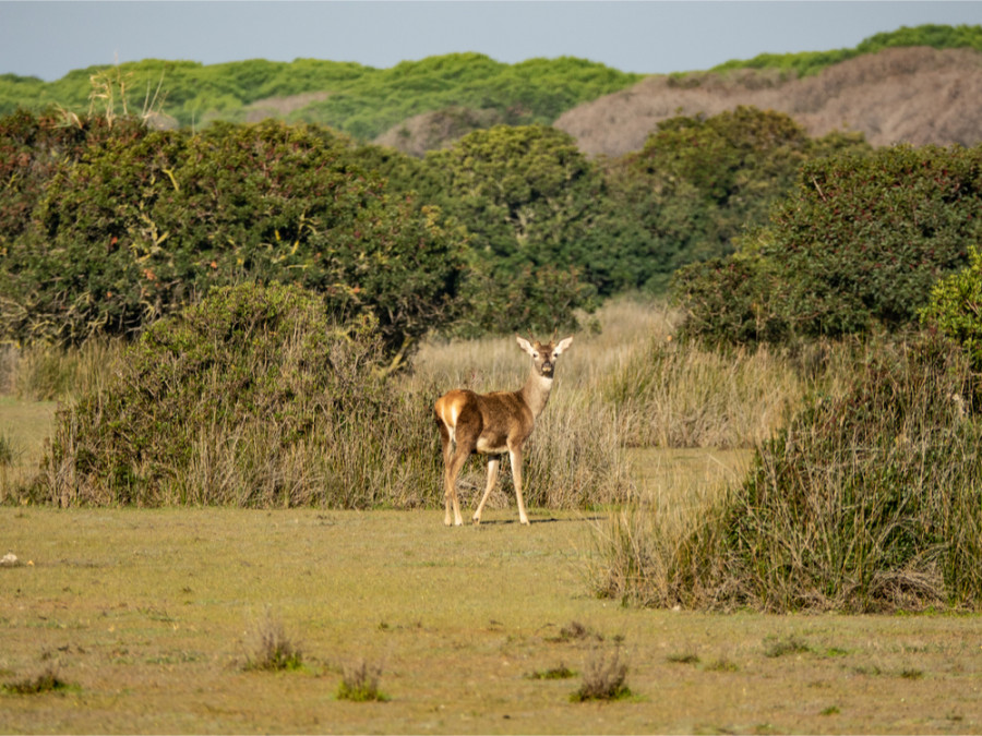 Dieren Donana National Park