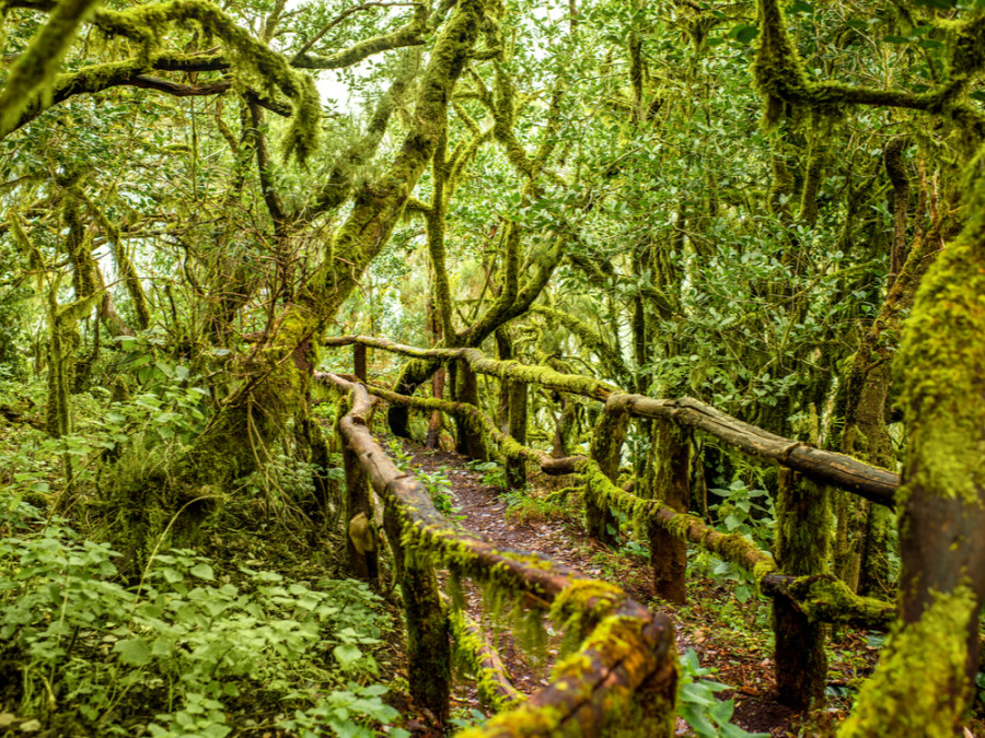 Natuur La Gomera