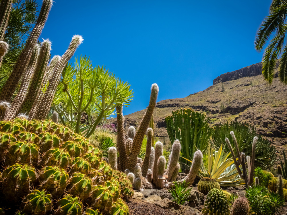 Cactussen