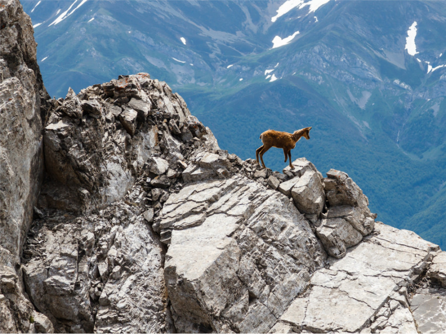 Dieren Picos de Europa