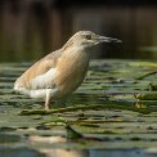 Afbeelding voor Goldcrest Nature Tours - Spanje