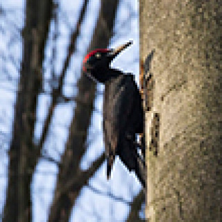 Afbeelding voor Goldcrest Nature Tours - Spechten in Winterswijk