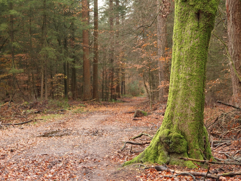 Bomen met mos