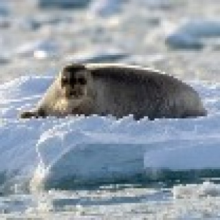 Afbeelding voor Nordic - Spitsbergen groepsreis