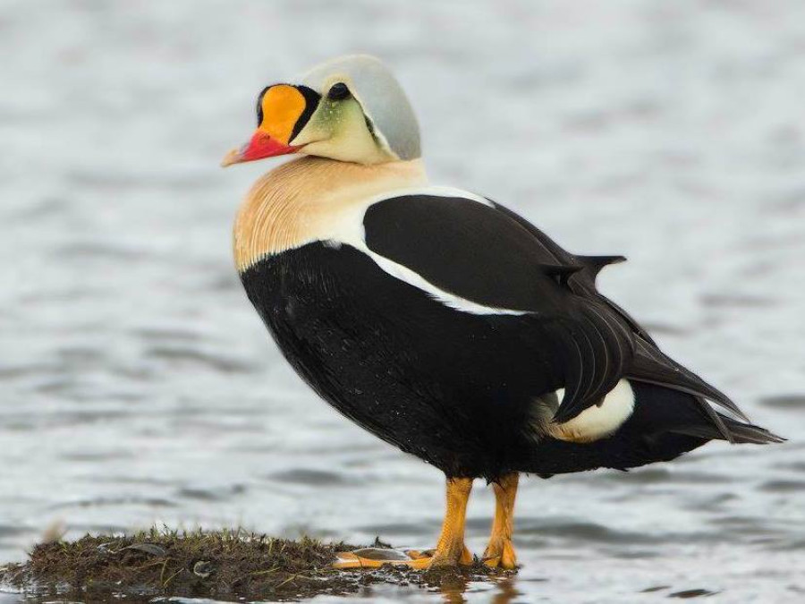 Vogels Spitsbergen