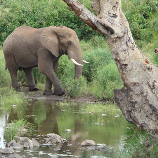 Afbeelding voor Kruger Nationaal Park in Zuid-Afrika