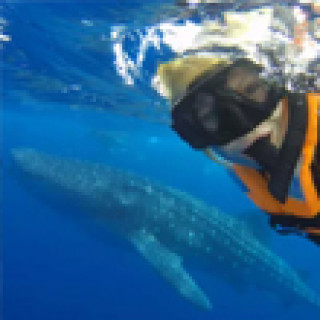 Afbeelding voor 333TRAVEL - Snorkelen met walvishaaien